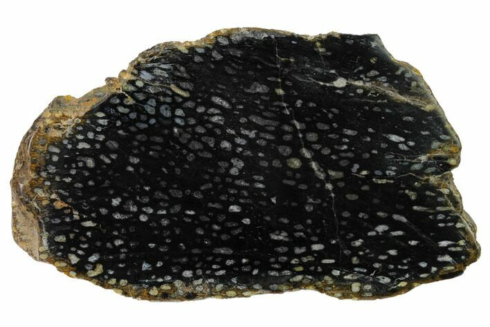 Polished, Black Petrified Palm Root Slab - Indonesia #151960
